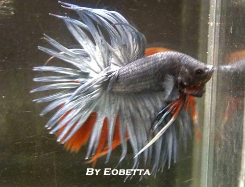 silver_crowntail_male.jpg