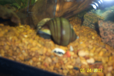 snail1.gif