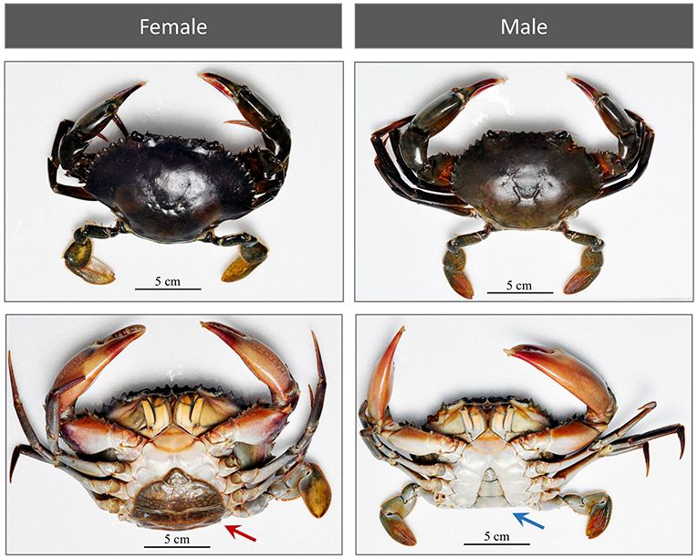 TFF crab figure-1.jpg