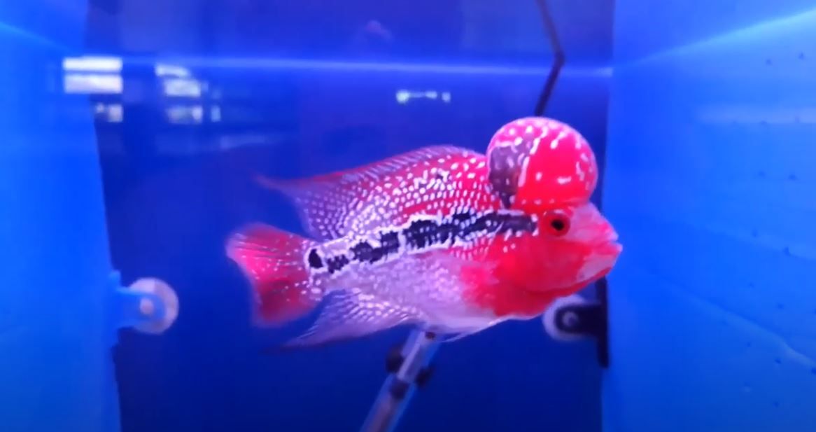 The Best Super Red King Kamfa Flowerhorn Fish.JPG