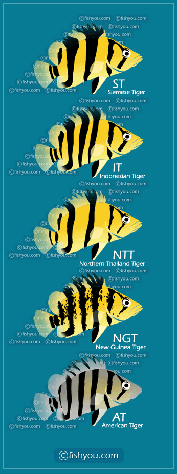 tiger_types.gif