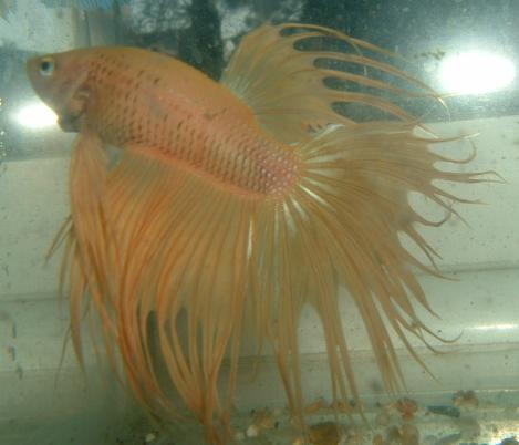 yellow_crowntail.jpg