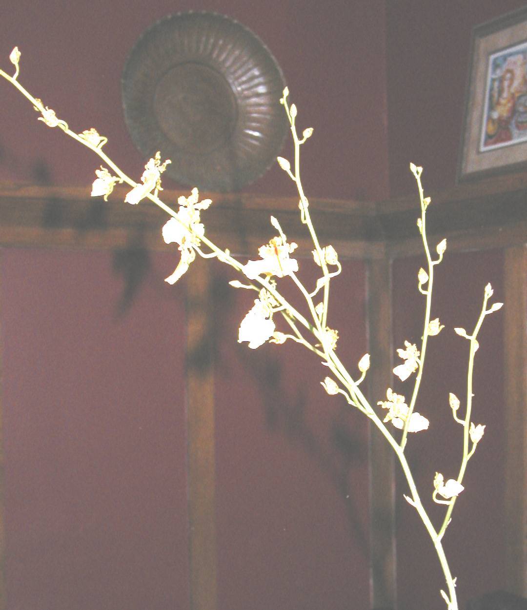 yellow_orchid.jpg