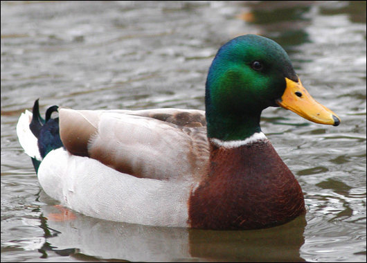 mallard_duck.jpg