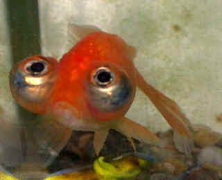 big-eyes-fish.jpg
