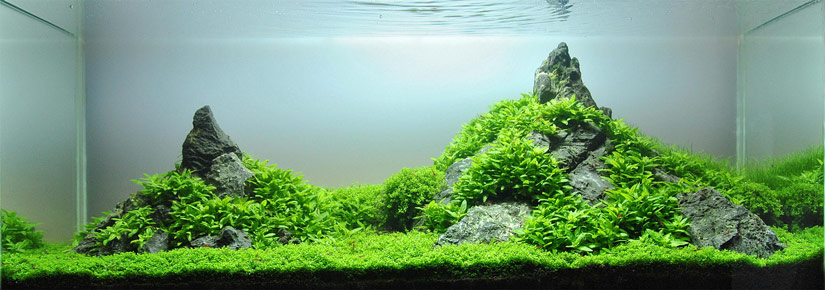 aquascape2.jpg