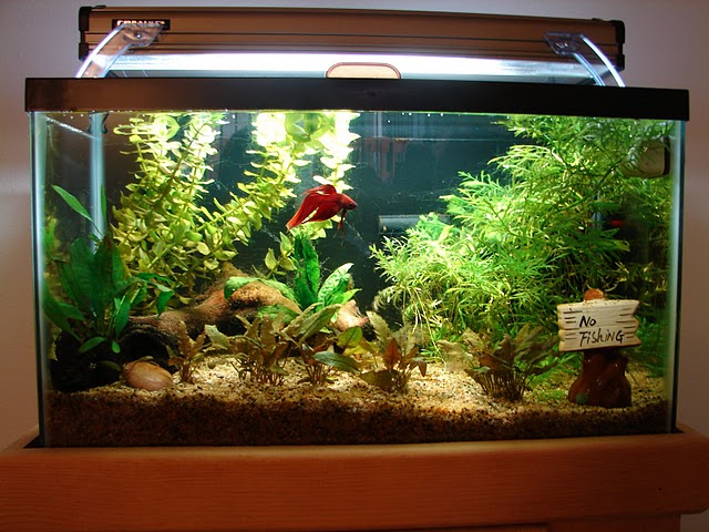 betta-fish-tank.jpg