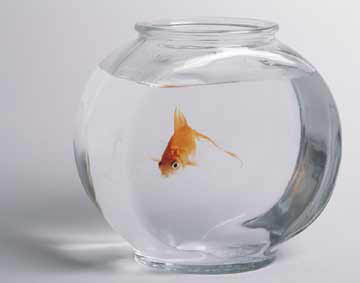 goldfish%20in%20bowl.jpg