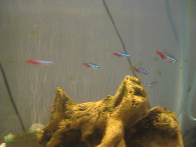 neon_tetras_by_bluesand1313-d593ngr.jpg