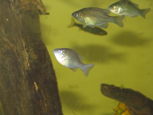 Pumpkinseed+-+Lepomis+gibbosus.JPG