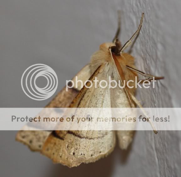 moth2.jpg