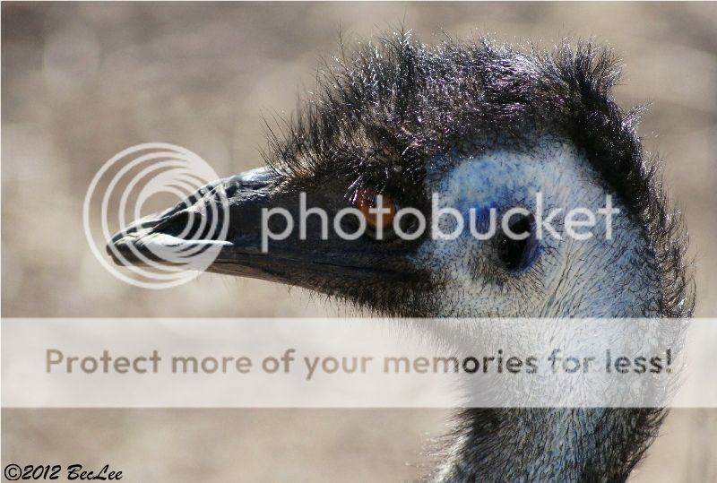 Emu19thAug2012.jpg