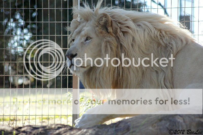 Whitelion4thJul2012s.jpg