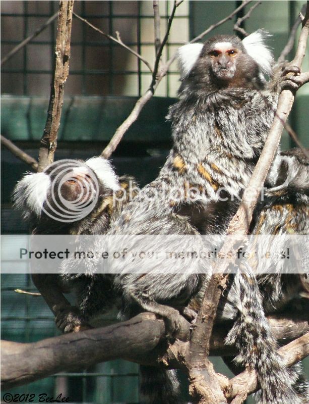 Marmoset19thAug2012b.jpg