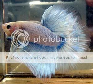 MHalfmoonbluepastelbetta.jpg