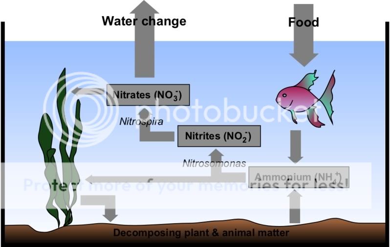 Nitrogen_Cycle_Diagram.jpg