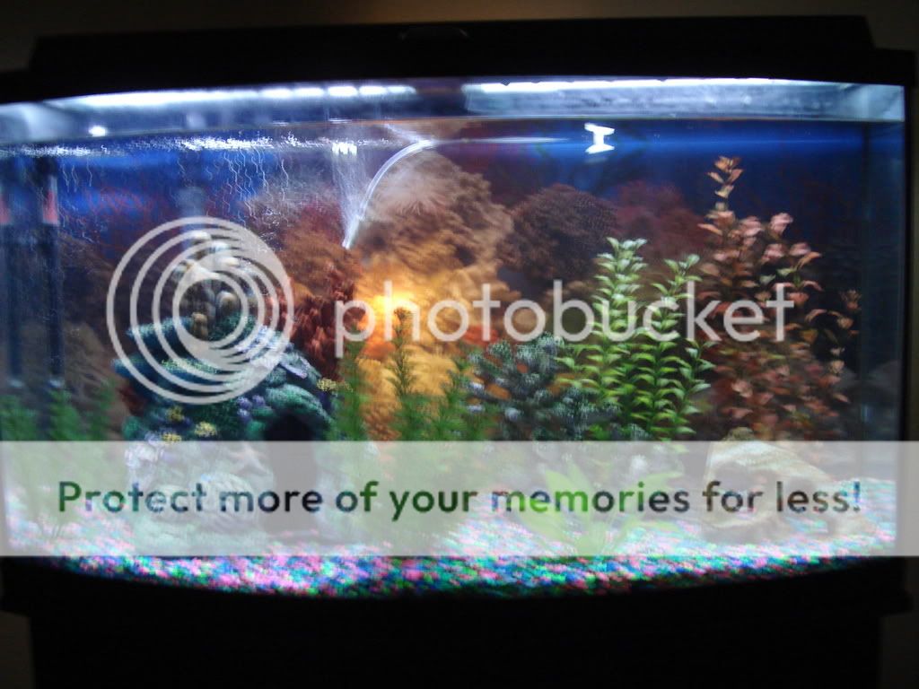 FishPictures001.jpg