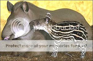 2tapir.jpg