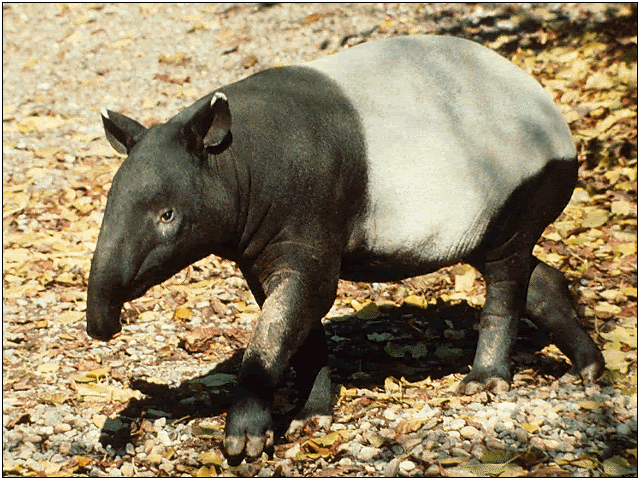 tapir.gif