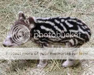 tapir7-03w.jpg