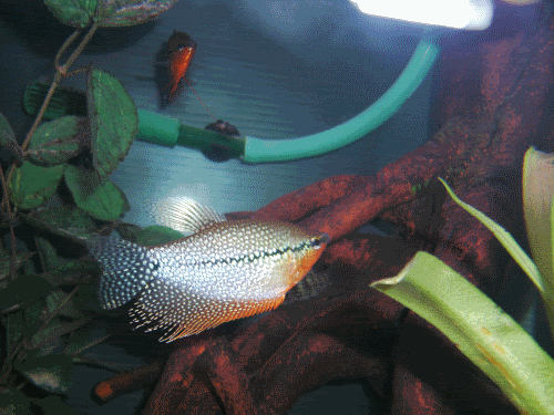 gourami.gif