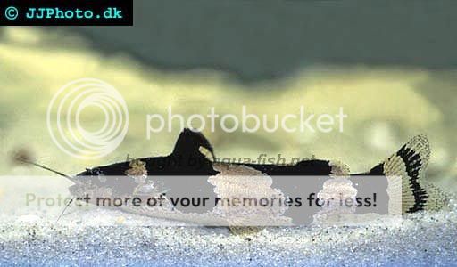bumblebee-catfish.jpg