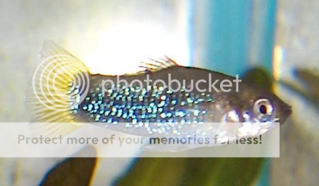 Thelockmansfish.jpg