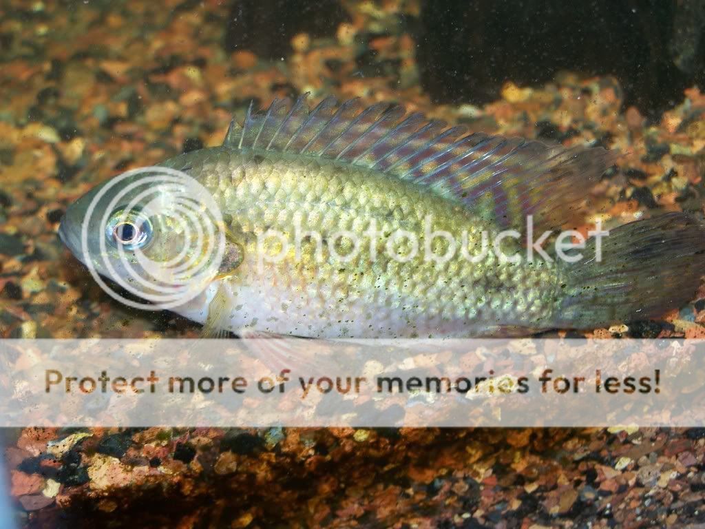 cichlid01.jpg