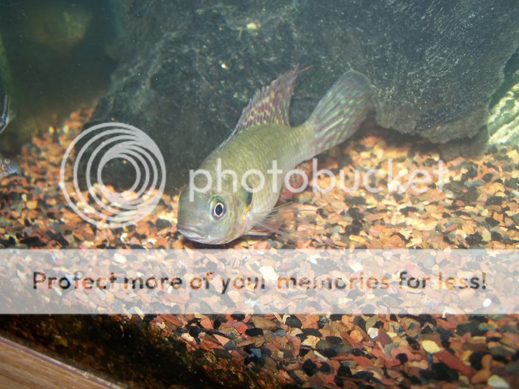 cichlid1.jpg