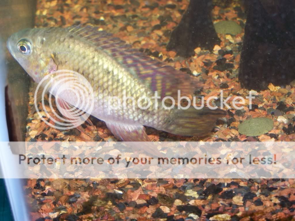 cichlid3.jpg