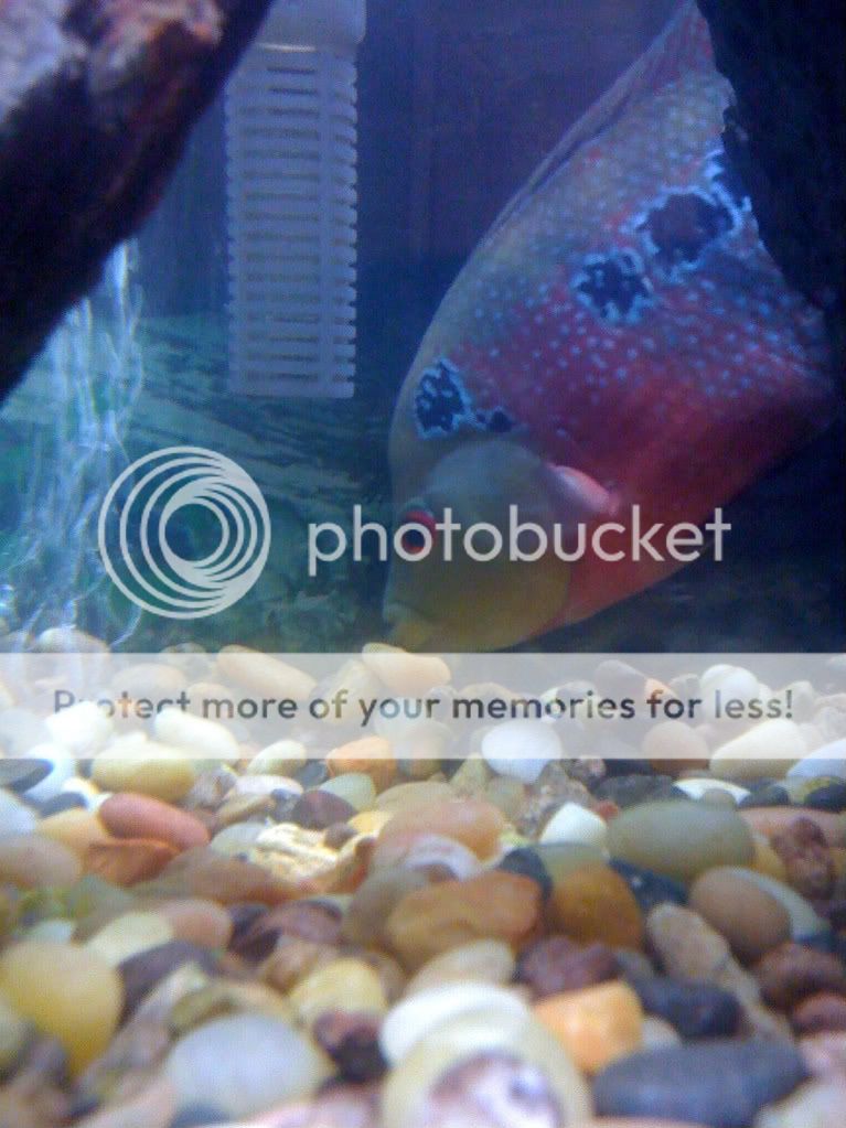 FlowerHorn008.jpg