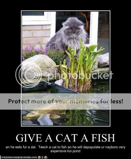 funny-pictures-cat-wants-to-fish.jpg