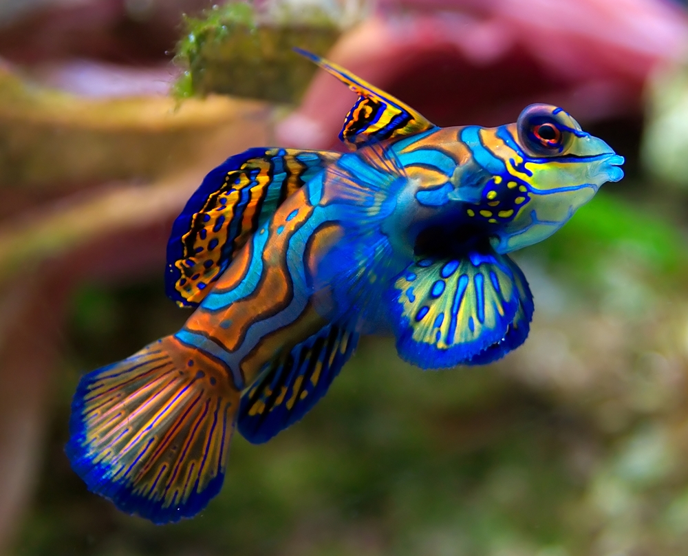 mandarin-fish-1.jpg