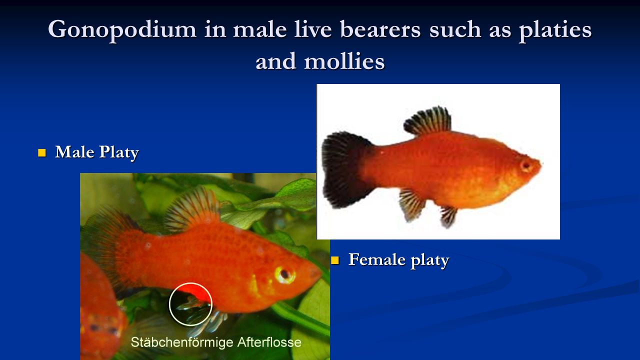 Gonopodium+in+male+live+bearers+such+as+platies+and+mollies.jpg