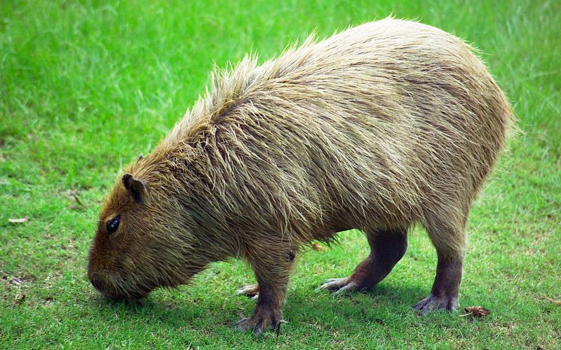 800px-Capybara_Hattiesburg_Zoo_%2870909b-42%29_2560x1600.jpg