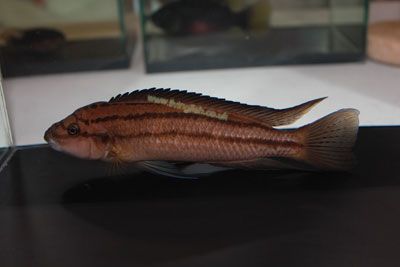 chalinochromis-bifrenatus-s.jpg