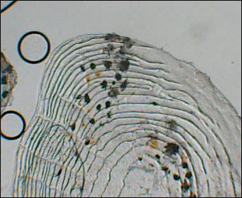 200752710522_Gambusia_eurystoma_scale.JPG