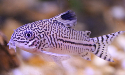 7-beautiful-fishes-you-can-have-in-your-aquarium-corydoras-catfish.jpg