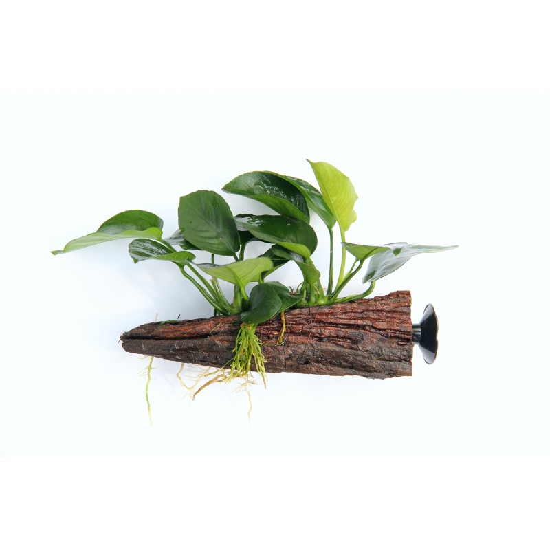 anubias-barteri-on-driftwood-with-suction-cup.jpg