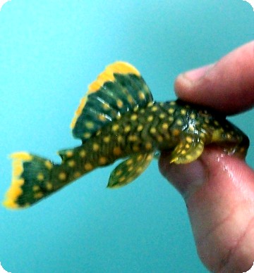 L014%20GOLD%20NUGGET%20PLECO.jpg