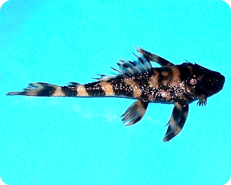 L052%20BUTTERFLY%20PLECO.jpg