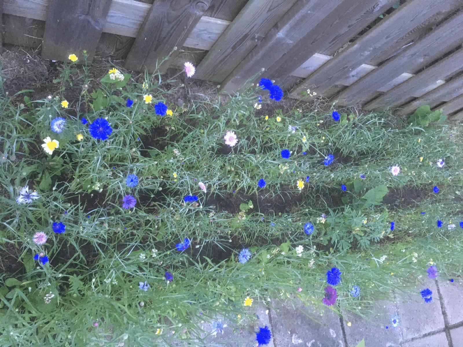 1656015116341.png
