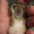 Cottontail Bunnies – Is That Nest Abandoned?