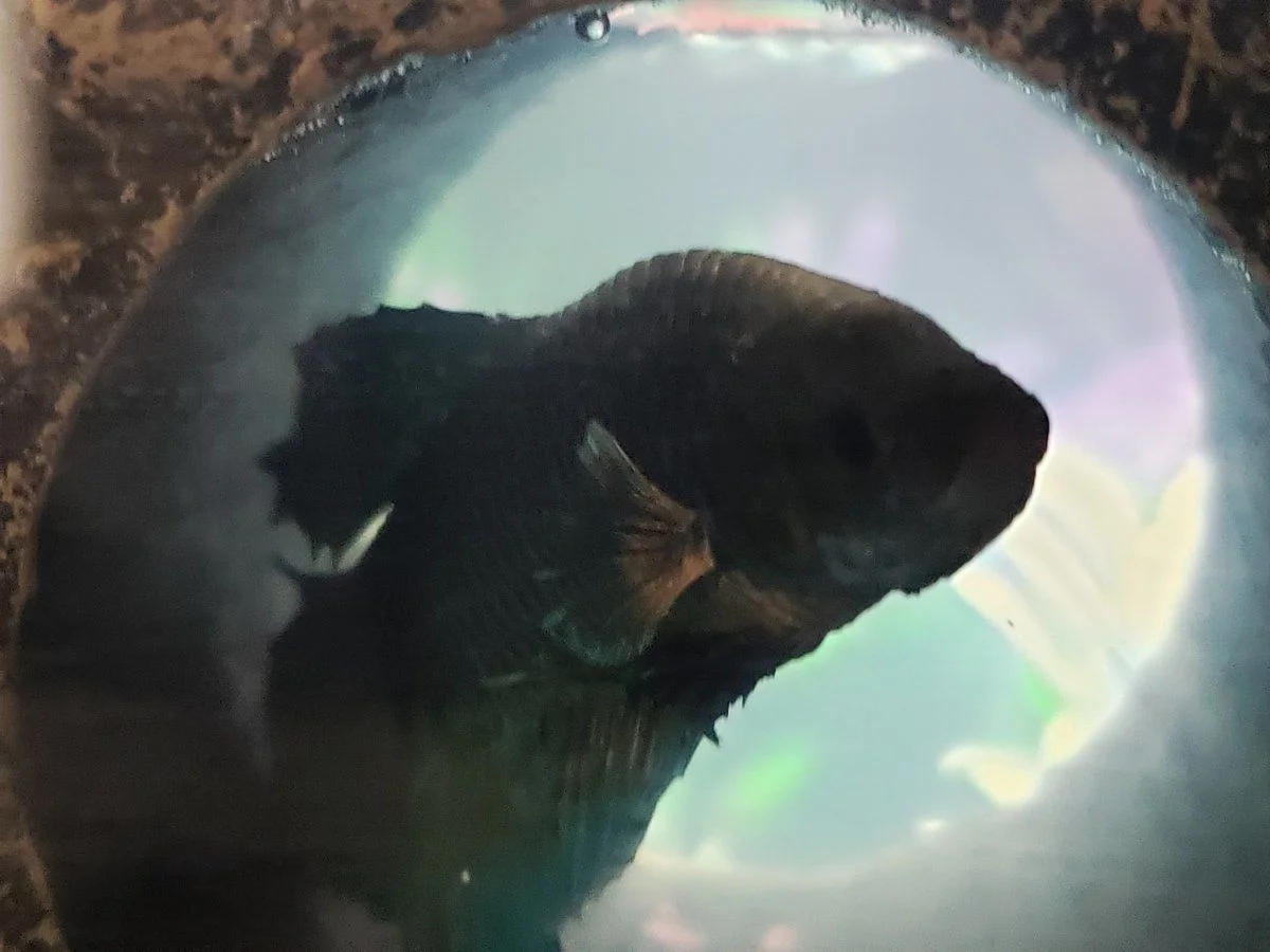20190717_115427-3024x2268.webp