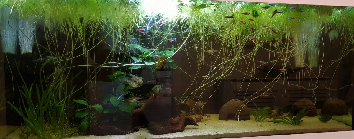 www.fishforums.net
