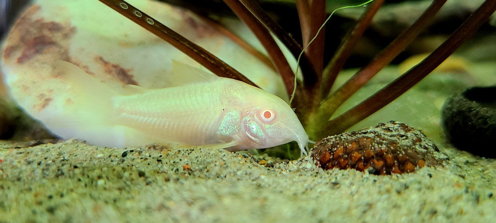 www.fishforums.net