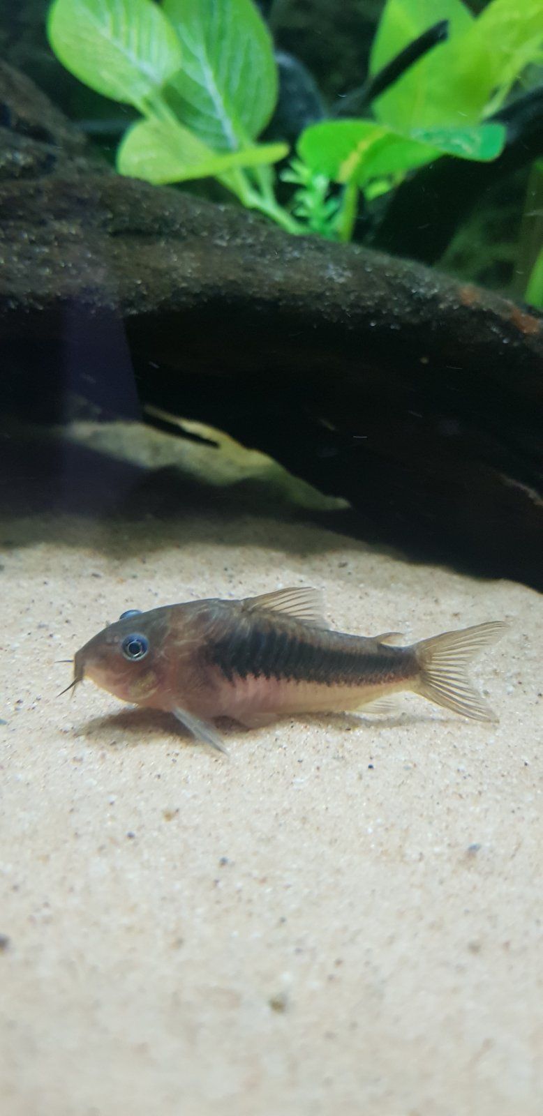 www.fishforums.net