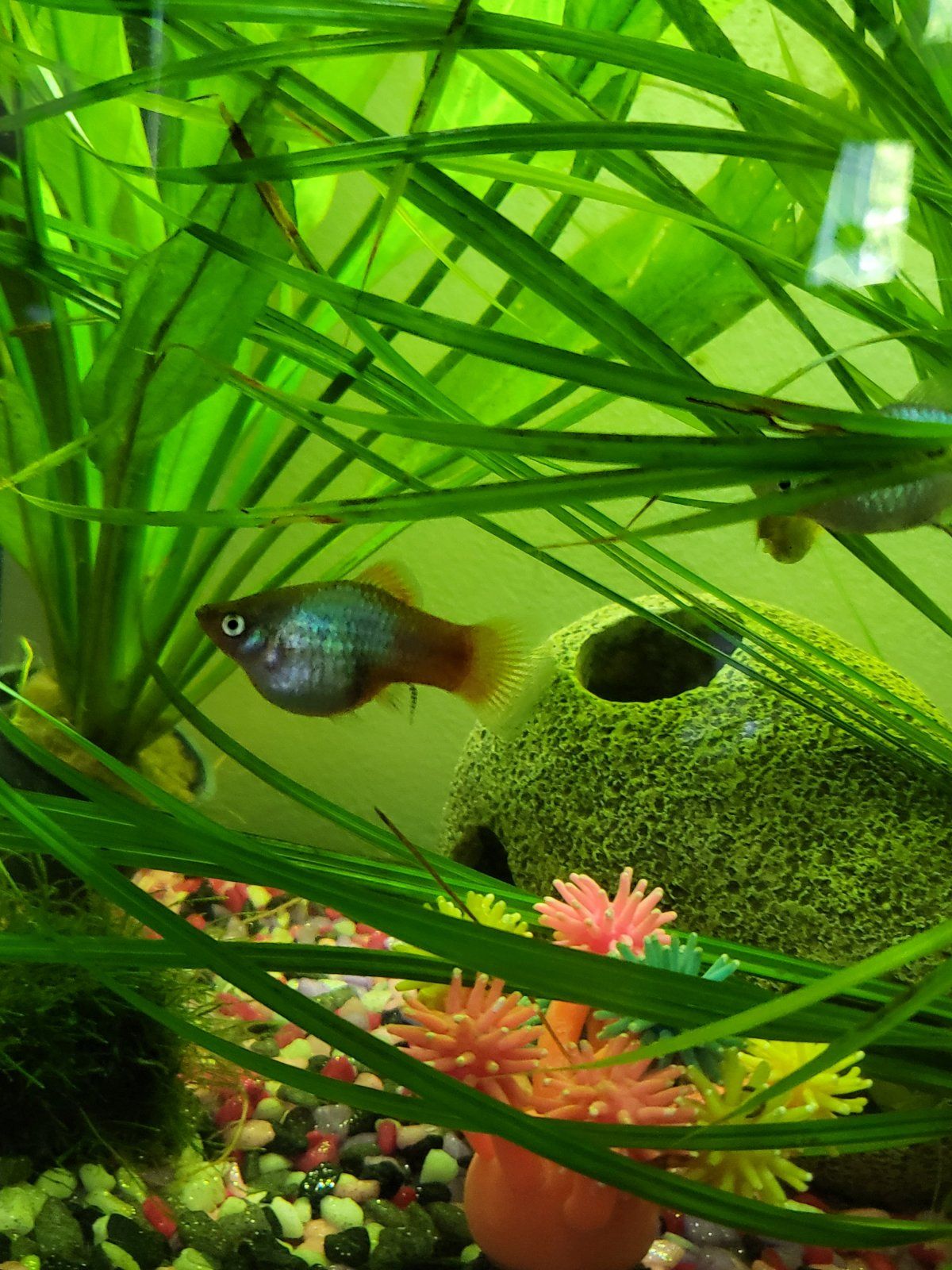Pregnant Platy Fish How Far In Is She Tropical Fish Forums 