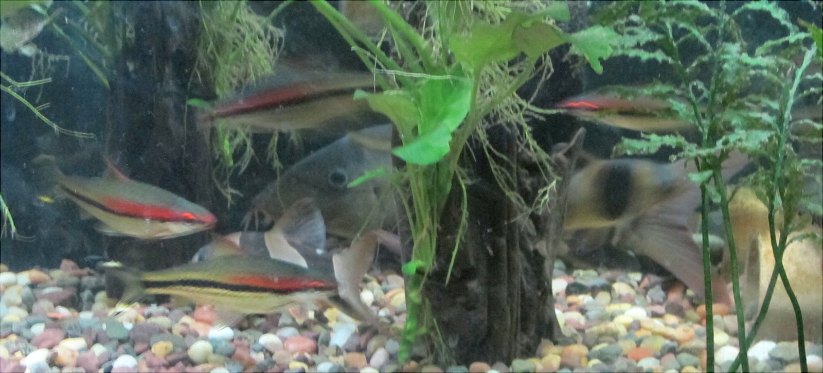 3 Clowns_4 Barbs.jpg