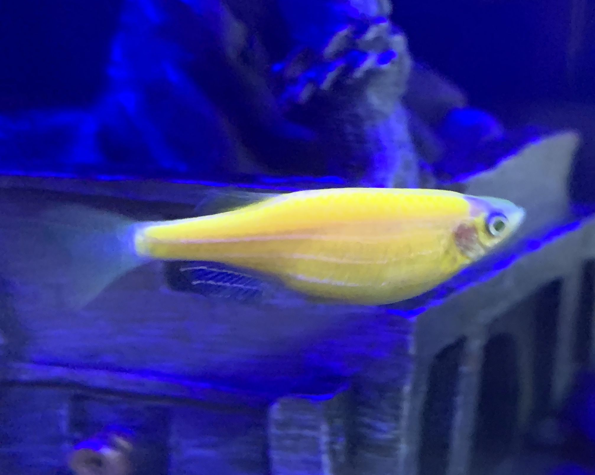 pregnant glofish